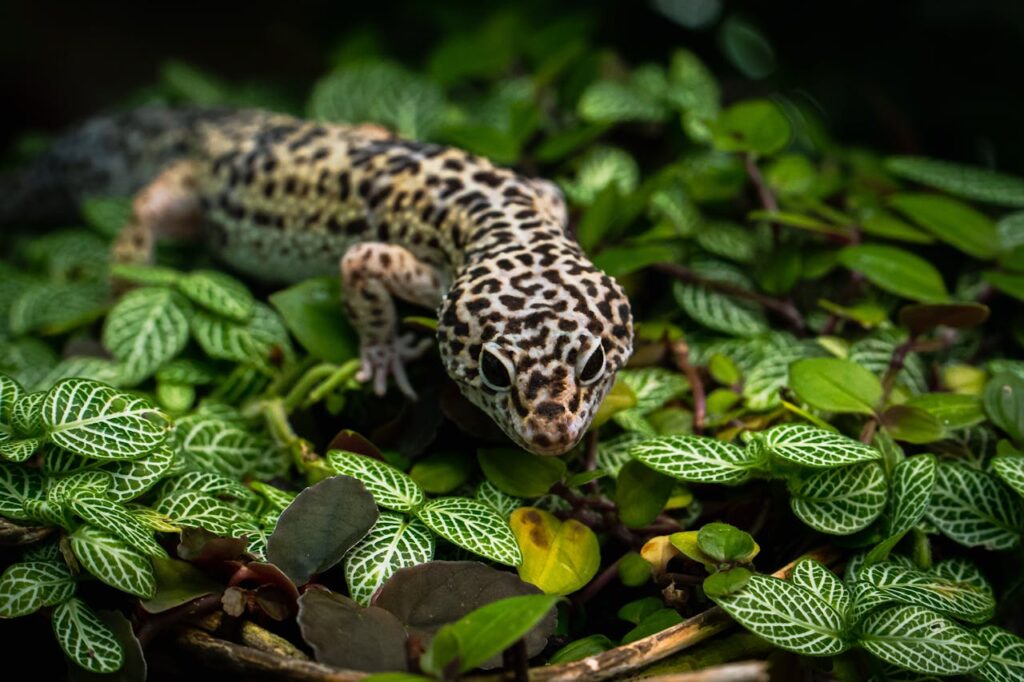 Close-up of a leopard gecko camouflaged among greenery, showcasing its vibrant colors and patterns.
