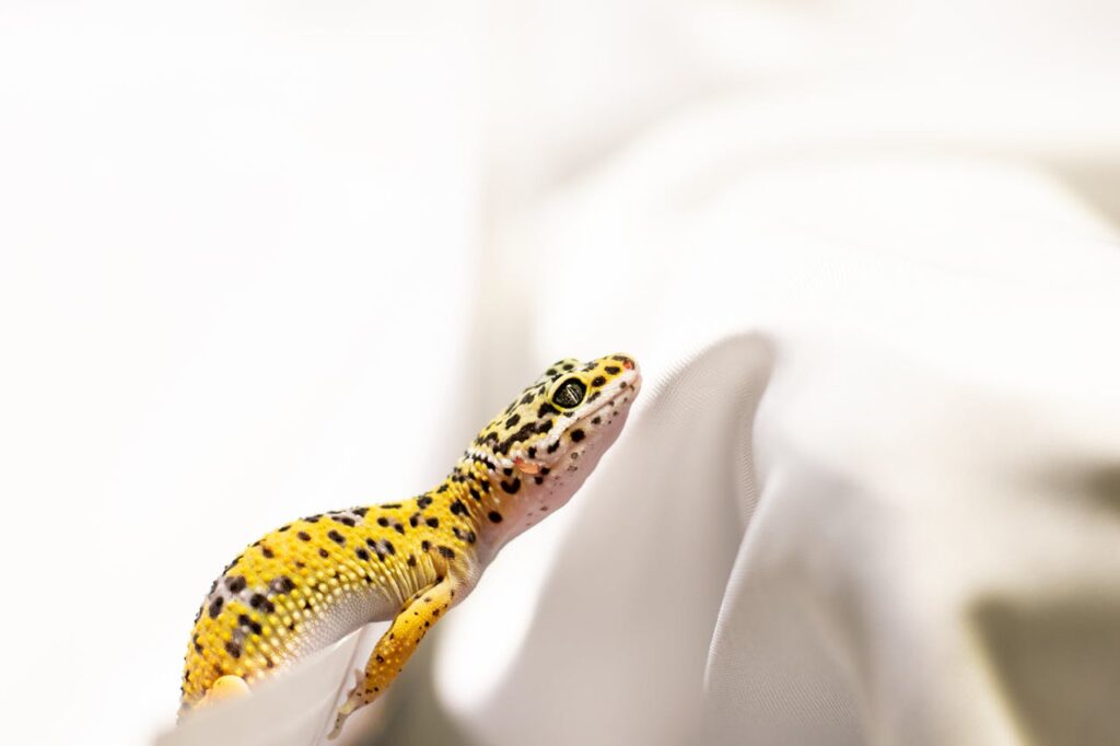 A leopard gecko resting on white fabric, showcasing its distinct yellow and black patterns.